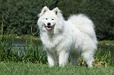 SAMOYEDE 005